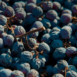 Mamete Prevostini Albareda Sforzato di Valtellina DOCG si presenta con un colore rosso granato scuro e consistente. Al naso spicca un bouquet elegante e complesso che ricorda la frutta e i fiori essiccati, su sfondo generosamente speziato in cui risalta l'anice, la liquirizia, erbe alpine e cacao amaro. Al palato risulta di gran corpo, morbido e vellutato, con pronunciate sensazioni che ricordano l'uva appassita e la confettura. I tannini pervadono questo rosso con un perfetto equilibrio tra finezza e sapidità. Chiude con un finale di notevole persistenza, richiamando le note speziate e fruttate. Lo Sforzato di Valtellina Albareda, prodotto dalla cantina Mamete Prevostini, è ottenuto dalle migliori uve Nebbiolo appassite, provenienti dalle sottozone Sassella e Grumello DOCG, situate tra i 350 e i 550 metri di altitudine. Chiamato anche "Sfursàt", questo vino prende il nome dalla pratica antichissima dell'appassimento delle uve sui graticci, concentrando quindi zuccheri, aromi e sapori ed esaltando le caratteristiche uniche del territorio valtellinese.